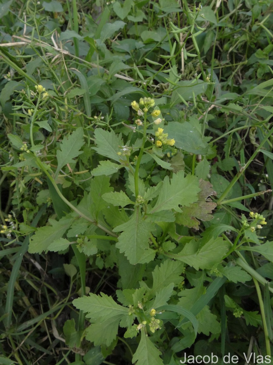 Rorippa indica (L.) Hiern